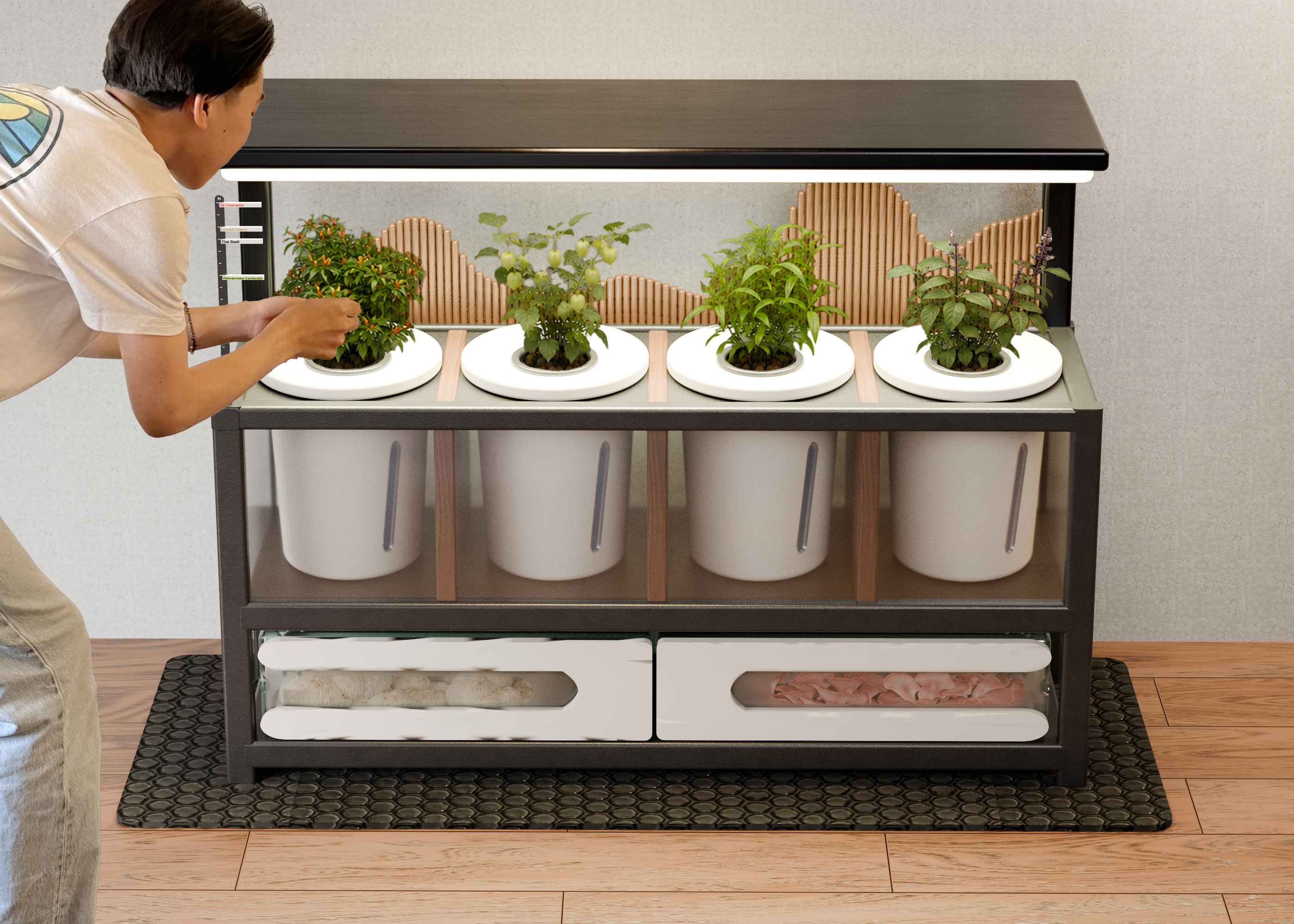 Cultivar in living room context